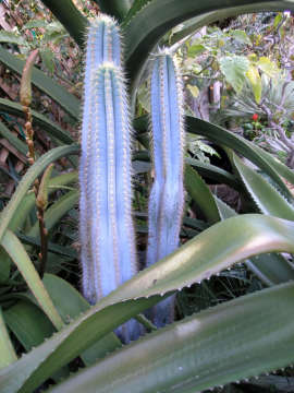 A blue candle cactus. 