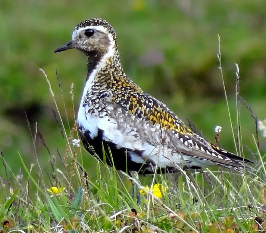 Golden Plovers are a sign of the coming summer in Iceland.
