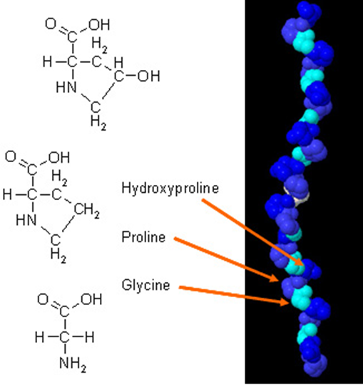 Какие аминокислоты в коллагене. Коллаген молекула. Коллаген структура. Глицин пролин гидроксипролин. Коллагеновые белки.