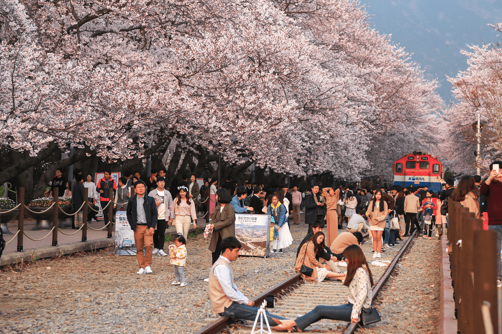 Lễ hội ngắm hoa anh đào của Nhật Bản