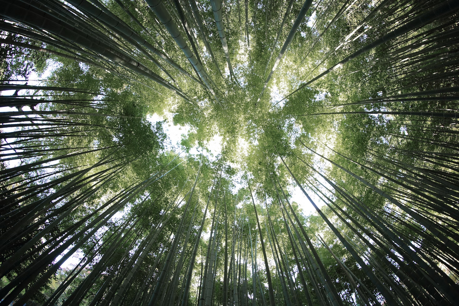 bamboo sustainable