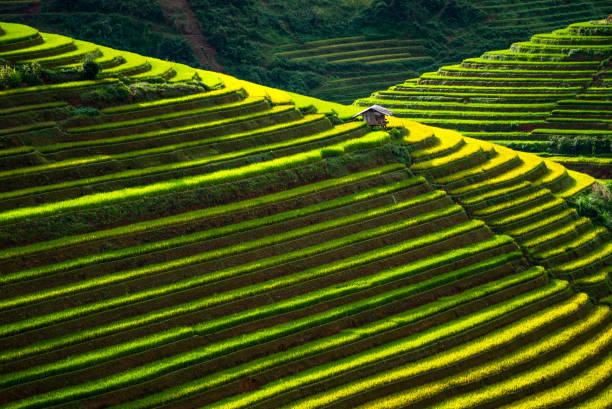 Salah satu warisan dunia Indonesia Sistem Subak Bali (Photo: Getty Images)