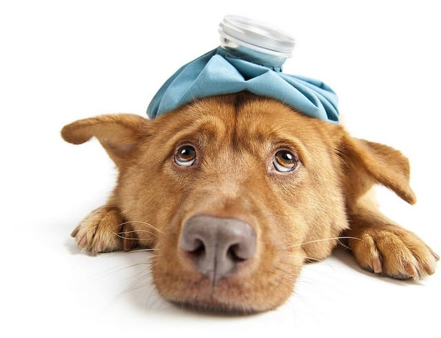 โรคไข้หัดในสุนัข เป็นเชื้อตัวเดียวกันกับที่เกิดกับคน