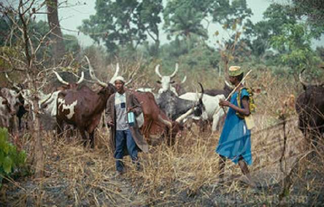 Fulani Herdsmen