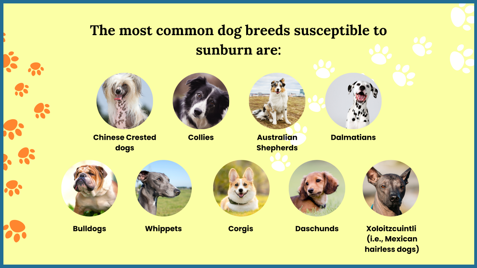 The most common dog breeds susceptible to sunburn are: Collies, Dalmatians, Bulldogs, Whippets, and Corgis. 