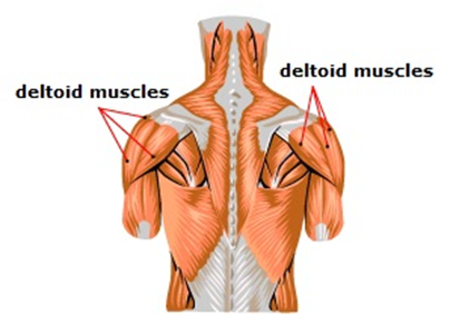 Barbell Snatch Muscles Worked deltoids