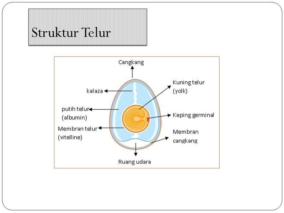 Hasil gambar untuk struktur telur Hasil gambar untuk struktur telur
