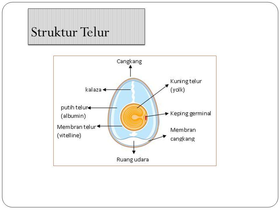 Hasil gambar untuk struktur telur