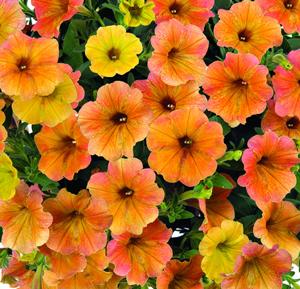 http://www.gardenharvestsupply.com/productcart/pc/catalog/Cascadias_Indian_Summer_M.jpg