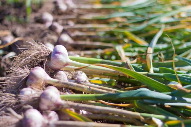 24,915 Garlic Farm Stock Photos, Pictures & Royalty-Free Images - iStock