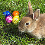 Image result for easter bunny