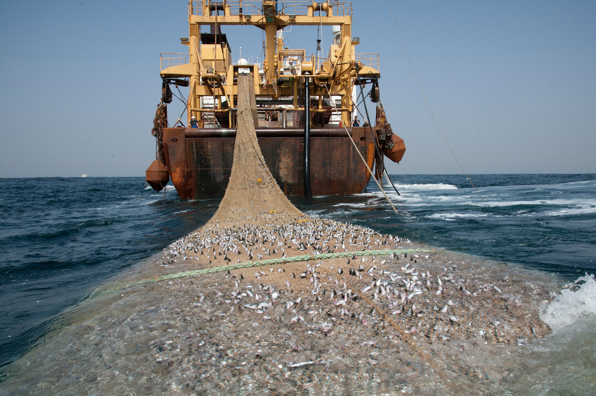 Sénégal : Pêche industrielle et pêche artisanale, l'impossible cohabitation  ? - Greenpeace Africa