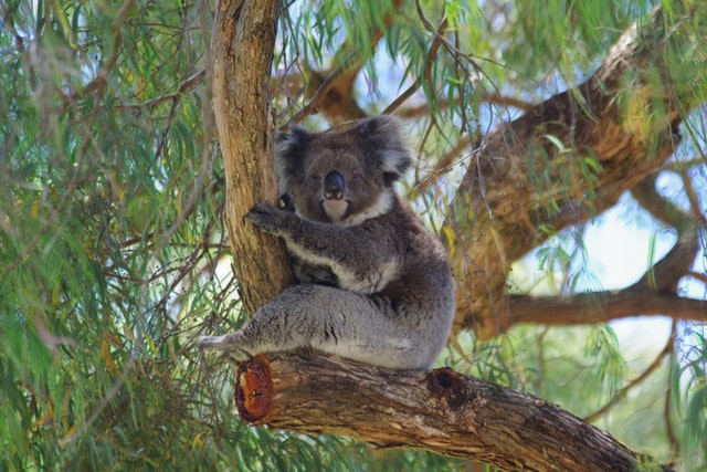 getting to see Koala during Trails and walks in Adelaide and surroundings region. Beauty at your foorsteps