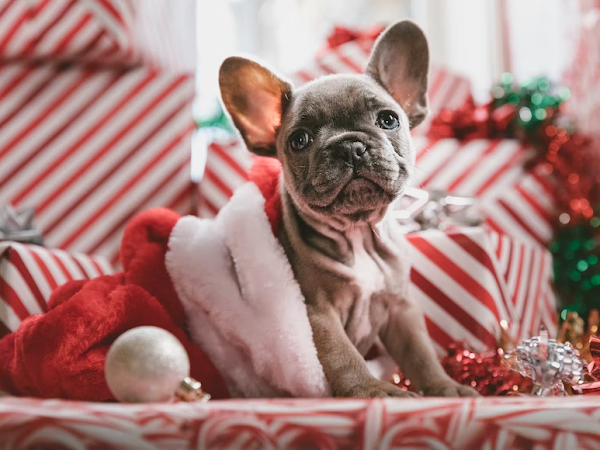 Top Tips to Care for Pets at Christmas