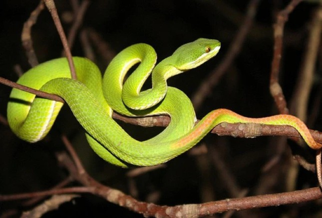 Đôi nét về loài rắn trong đời sống và tâm linh
