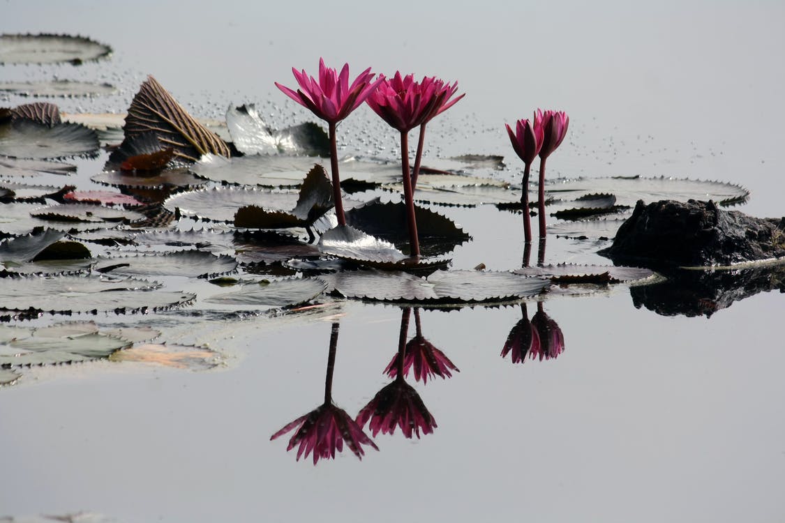 4 Pink Lotus Flowers on Pond