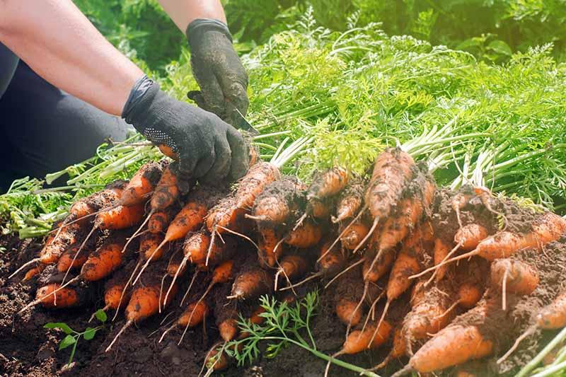 How and When to Harvest Carrots | Gardener's Path