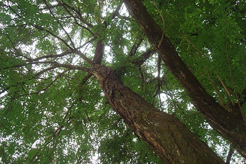Cây Cẩm Lai - Báu vật của rừng xanh