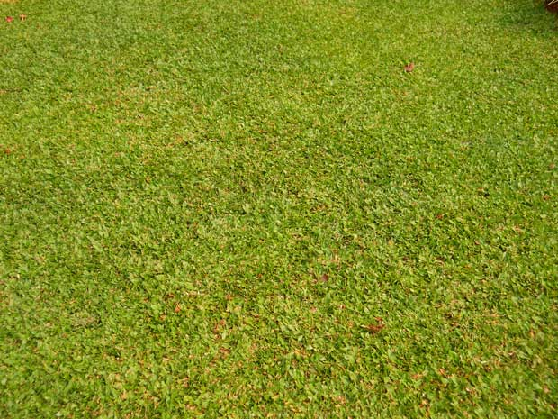 rumput taman gajah mini
