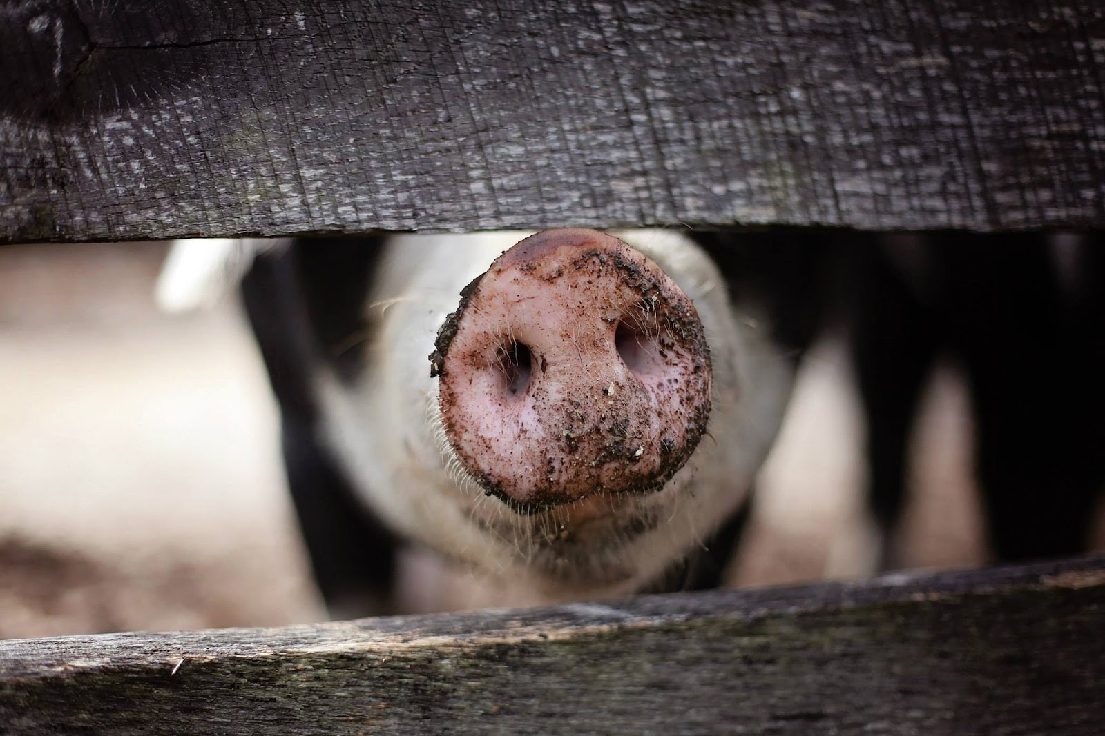Pig Snout Sticking Through Fence