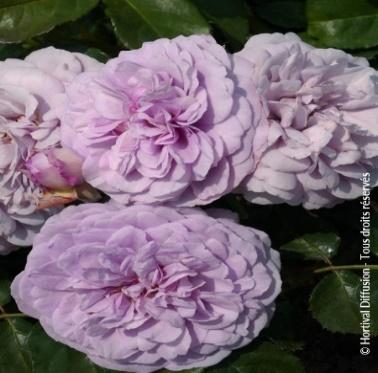 ROSIER LADY PERFUME (R) 'Wekpeawby' cov | Minier Solution Pro