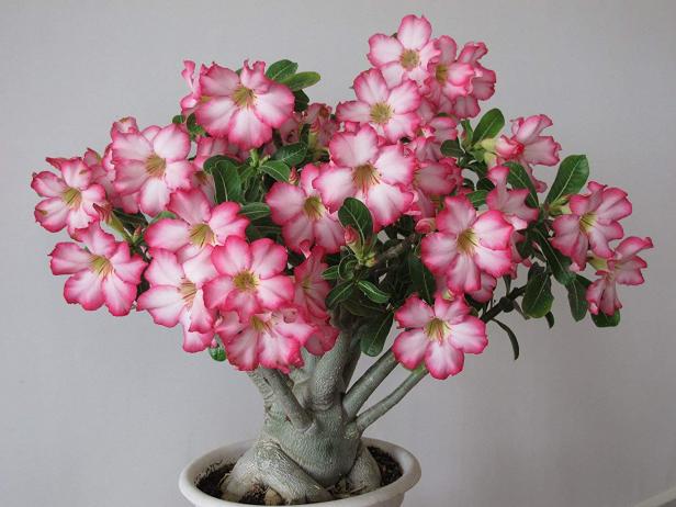 Adenium obesum (Desert Rose): Everything you need to know!