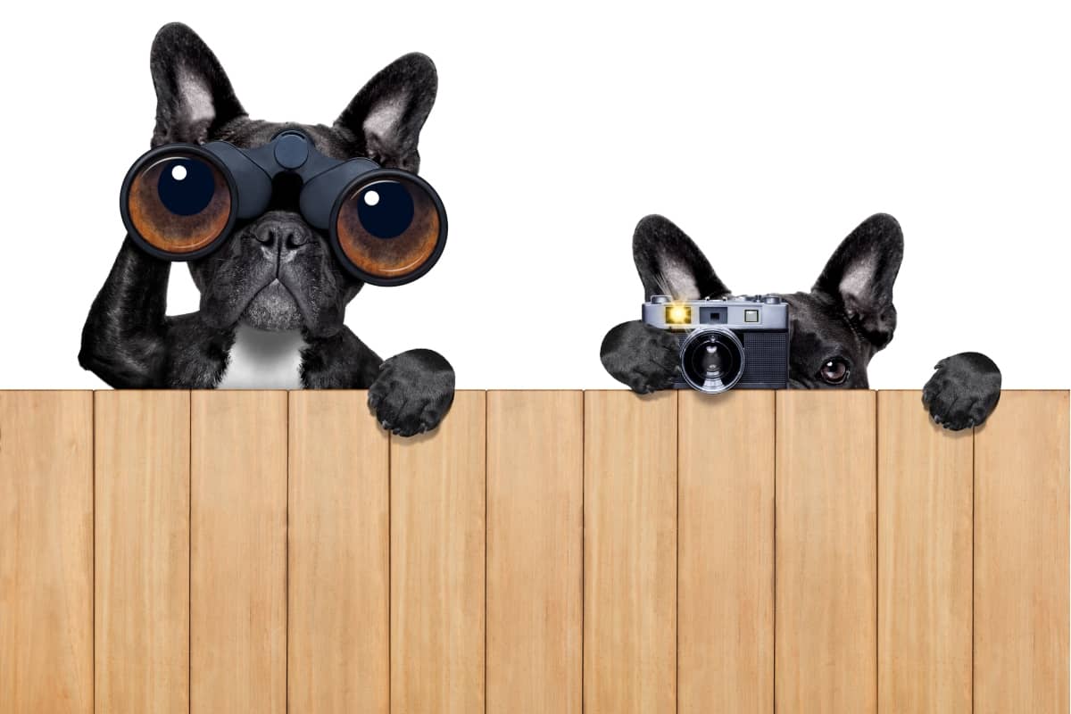target audience - 2 dogs with binoculars and a camera peeking over a fence