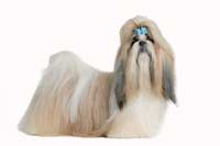 The small breeds (Shih Tzu, Yorkshire Terrier, Miniature Schnauzer, Pekingese) are among the breeds of dog at most risk of urolithiasis
