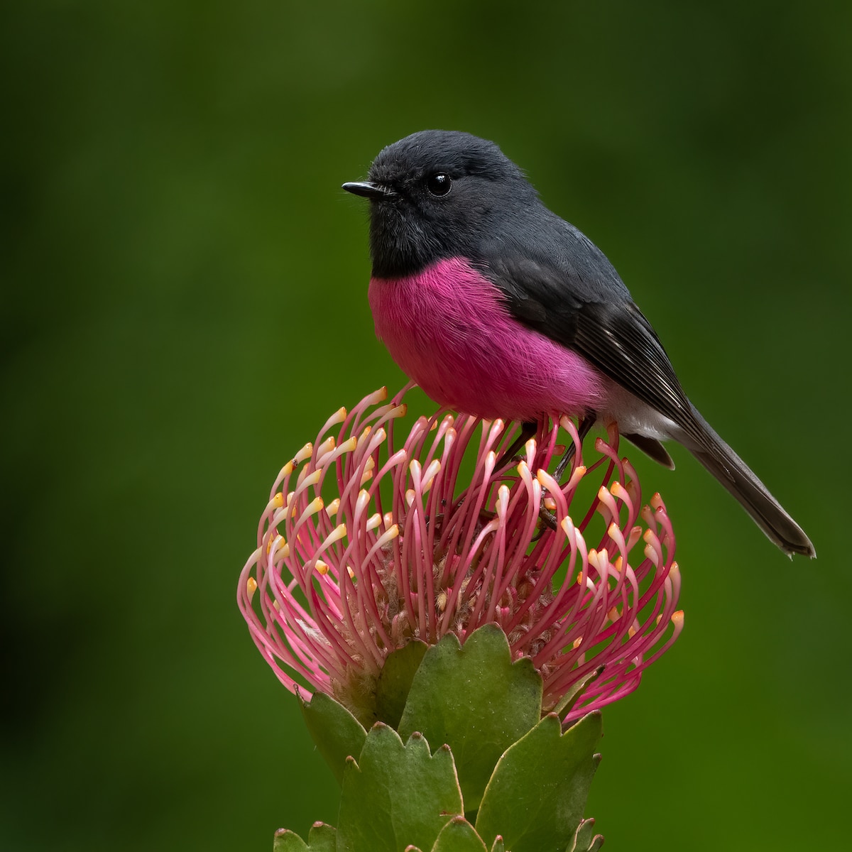 Pink Robin Perched on a Flower
