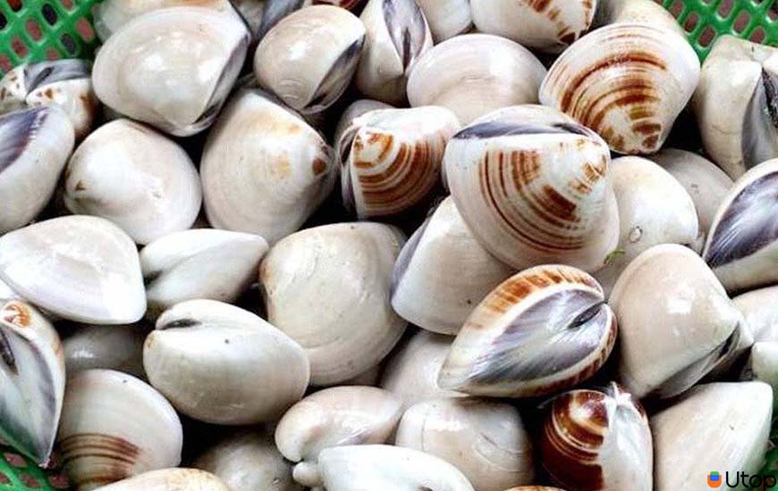 Chọn ốc, sò biển ngon cực kỳ đơn giản