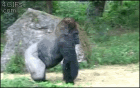 http://24.media.tumblr.com/be426fe31704bb8e608040ce4bd7c3ee/tumblr_n47a1y42o01qdlh1io1_400.gif