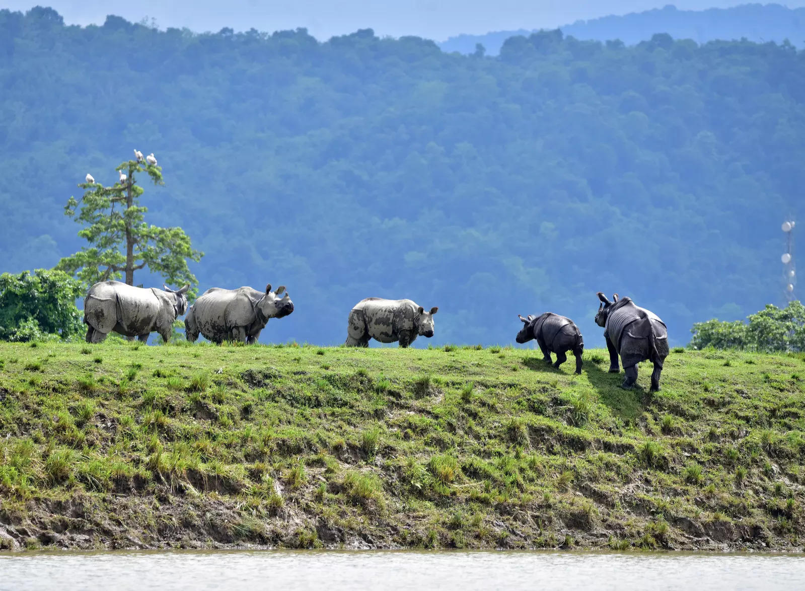 Explore Kaziranga in Northeast India