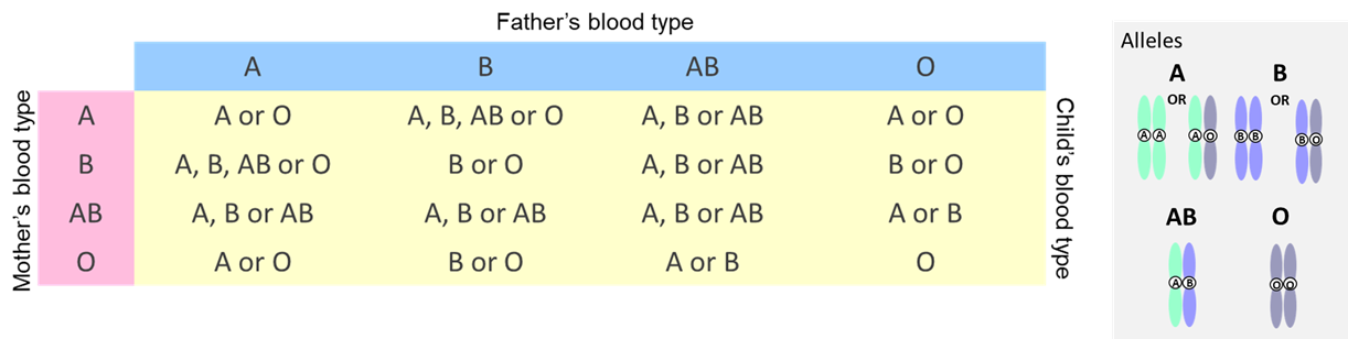 Figura 1. Herencia de grupos sanguíneos. El grupo sanguíneo de un niño está determinado por los alelos recibidos de la madre y el padre. Cada padre biológico dona uno de sus dos alelos ABO a su hijo. El tipo de sangre A constituye al menos una copia del alelo A, pero podrían tener dos copias. El genotipo es AA o AO. De manera similar, alguien con el grupo sanguíneo B podría tener un genotipo de BB o BO.