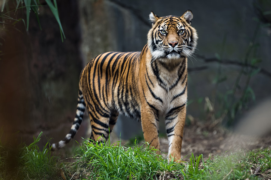 Harimau Sumatra (Photo: Mongabay)