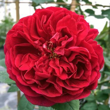 Rosa 'Ausmove' David Austin® Tess of The d'Urbervilles® Rose from Midwest Groundcovers