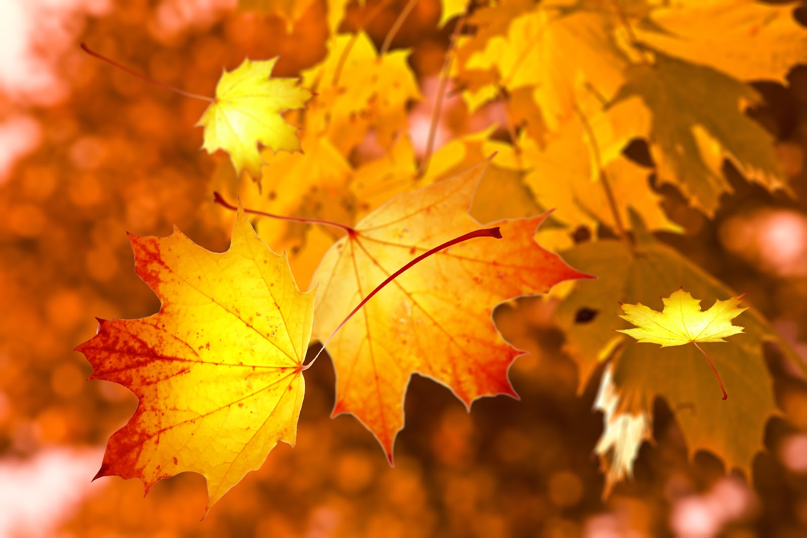 https://get.pxhere.com/photo/autumn-leaves-nature-maple-leaf-leaf-yellow-deciduous-sunlight-maple-tree-tree-branch-computer-wallpaper-1418157.jpg
