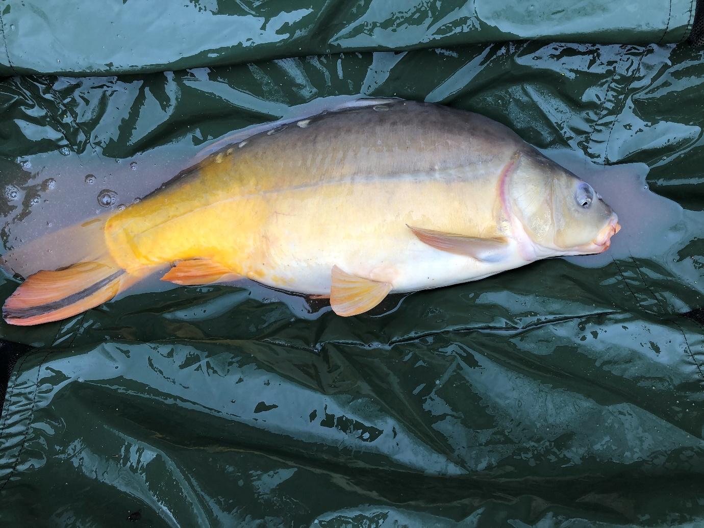 A picture containing fish, laying, blanketDescription automatically generated