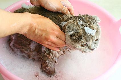Image result for cat shampoo