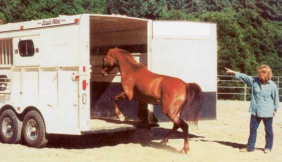 The author loading a horse into a trailer after positive reinforcement training.