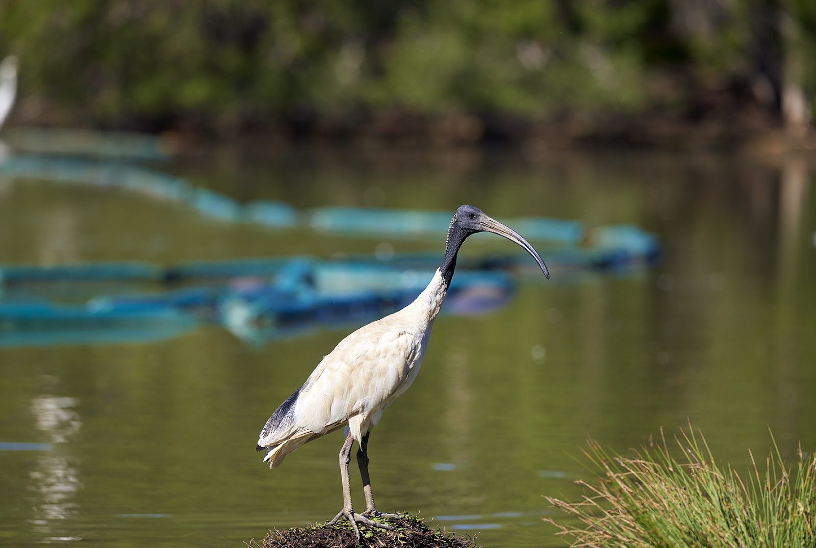 Sample image Nikon 28-300mm VR, 
