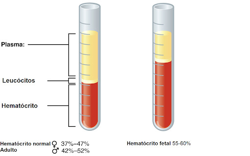 Imagem 4 - Hematócrito fetal comparado com o de adulto (Fonte: autoral.)