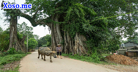 Mơ thấy gặp cây đa