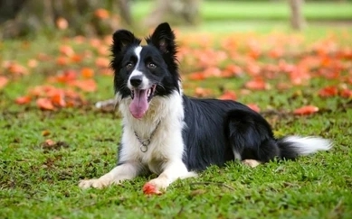 Should You Put A Dog Down With Vestibular Disease? 5 EfnYAywoyqe8QxLsYdqYKcA6Y4K gJDk2Z ey1GE5 tWMi qPa0 CwzULosu43tKeY9DIg3df2bcyTtf