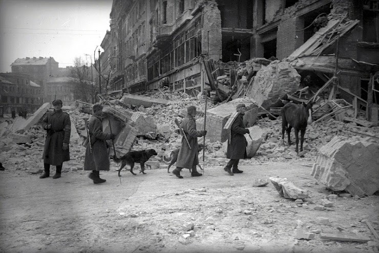 Советские саперы с собаками минно-розыскной службы в Будапеште. Февраль 1945 года