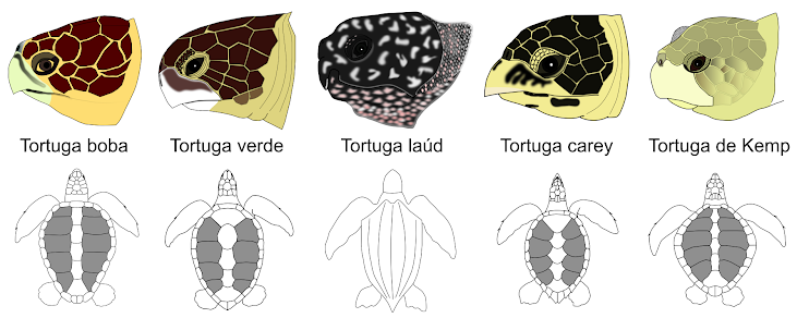 Representación de los perfiles de cabeza y vista dorsal de cuerpo y cabeza (en gris se destacan los escudos costales, excepto en la tortuga laúd, que carece de ellos).