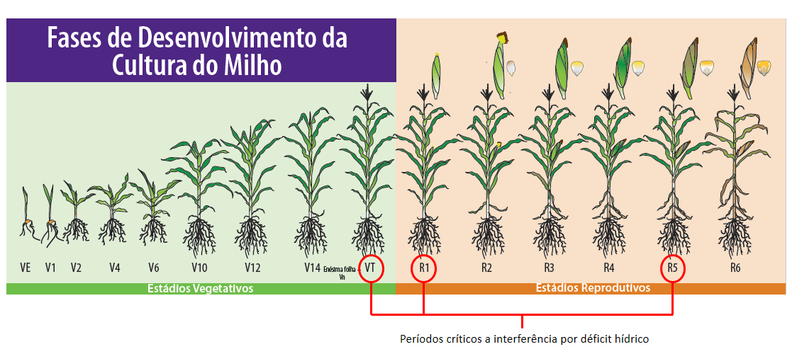 Pontos de atenção para o manejo da irrigação: épocas mais sensíveis para o déficit hídrico na planta do milho. 