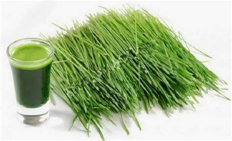 Thuốc chữa sinh lý yếu từ lá hẹ