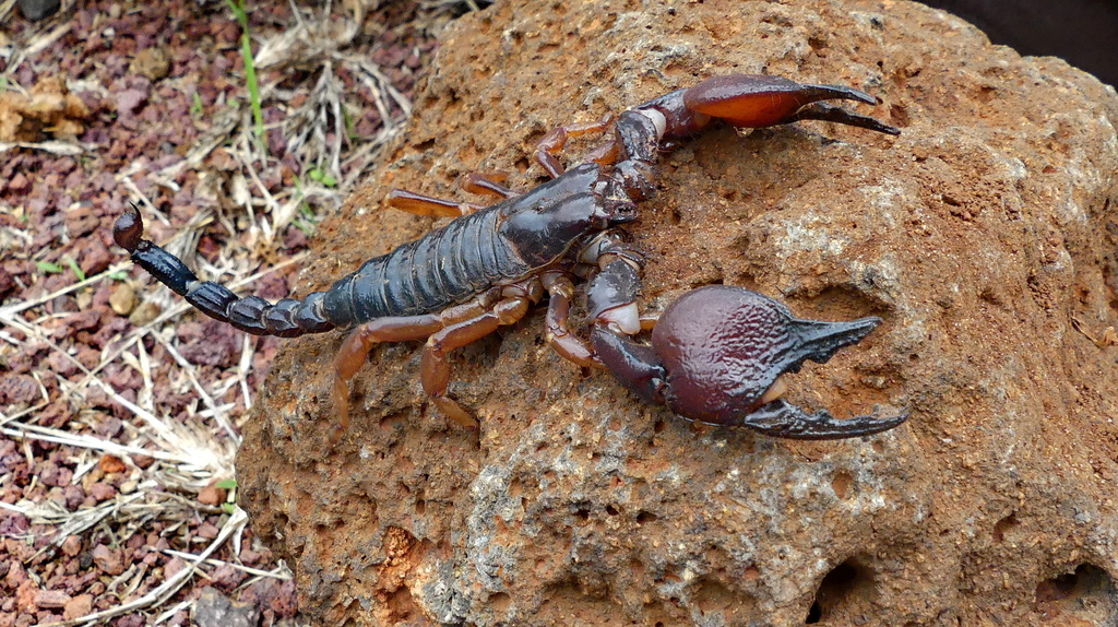 Tanzanian Red Clawed Scorpion: