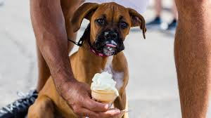 Can dogs eat vanilla ice cream