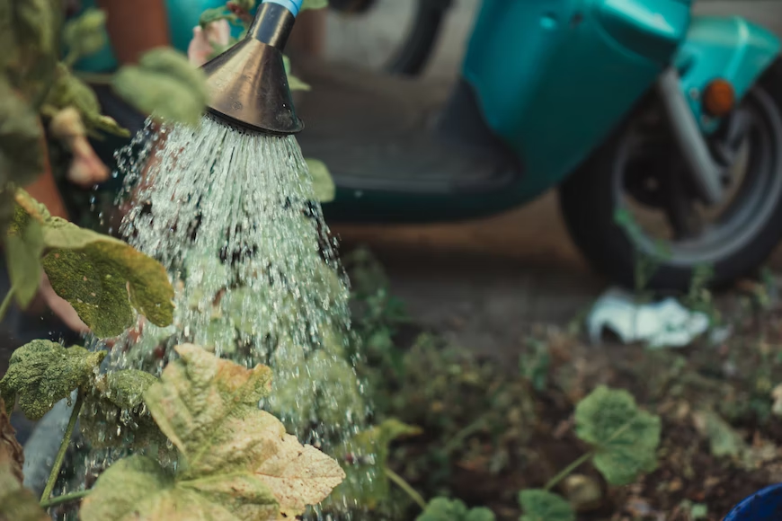 watering plants from watering can